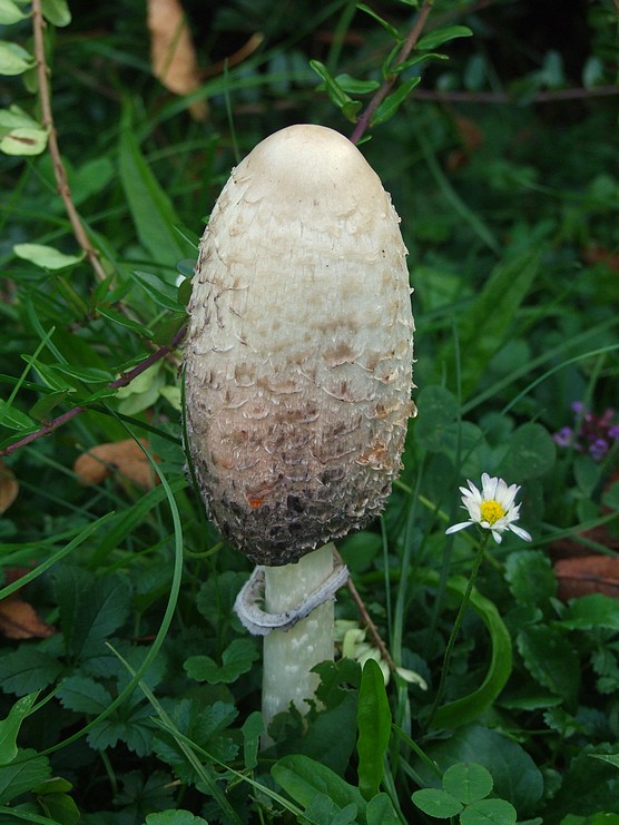 hnojník obyčajný Coprinus comatus (O.F. Müll.) Pers.