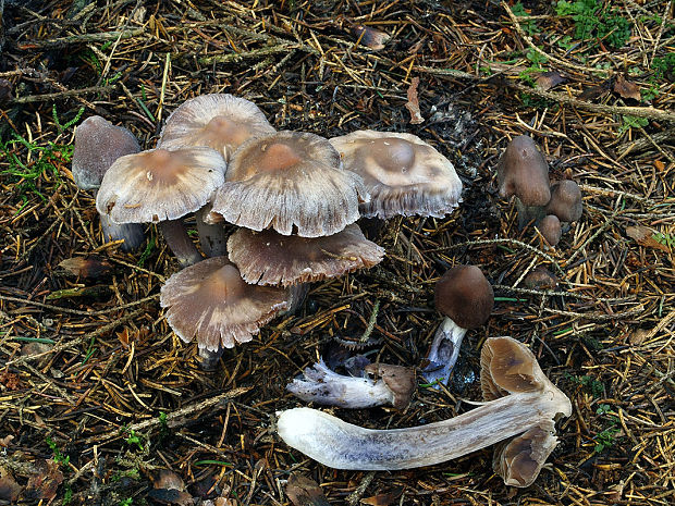 pavučinovec fialkastý Cortinarius scutulatus (Fr.) Fr.