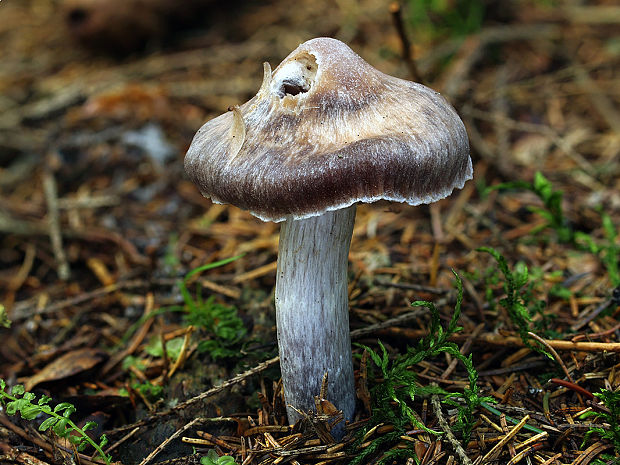 pavučinovec fialkastý Cortinarius scutulatus (Fr.) Fr.