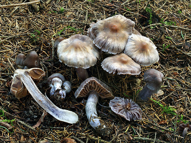 pavučinovec fialkastý Cortinarius scutulatus (Fr.) Fr.