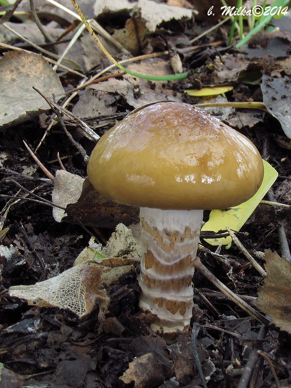 pavučinovec mazľavý Cortinarius trivialis J.E. Lange