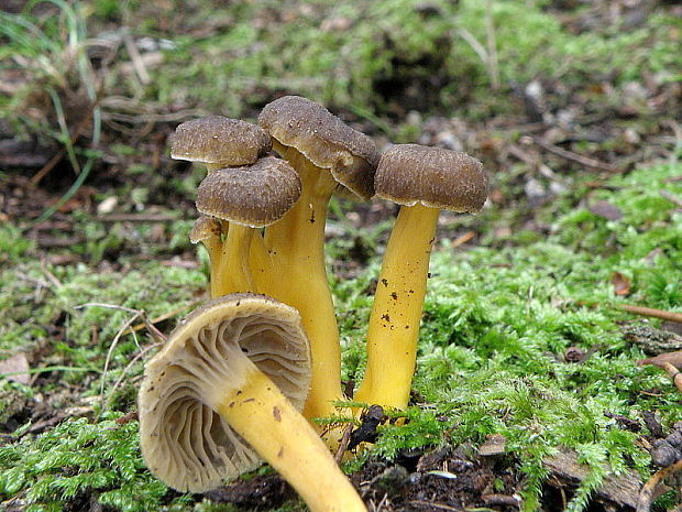 kuriatko lievikovité Craterellus tubaeformis (Fr.) Quél.