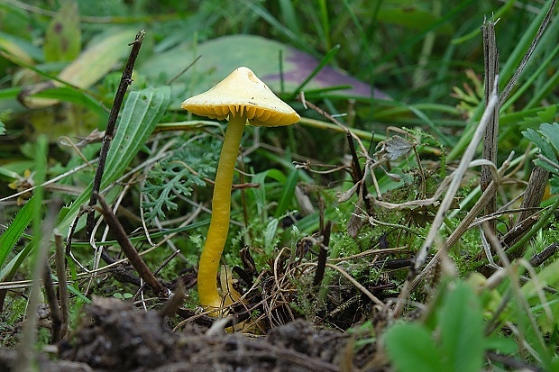 lúčnica žltozelená Gliophorus psittacinus (Schaeff.) Herink