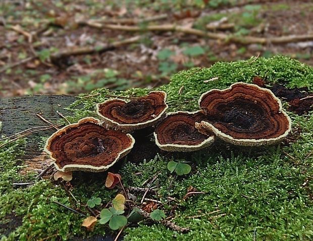 trámovka plotová Gloeophyllum sepiarium (Wulfen) P. Karst.