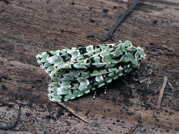 mora zelenkavá Griposia aprilina