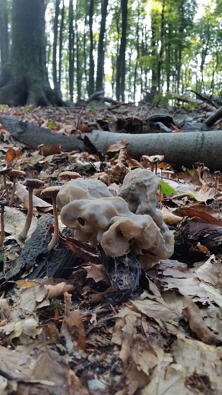 chriapač kučeravý Helvella crispa (Scop.) Fr.