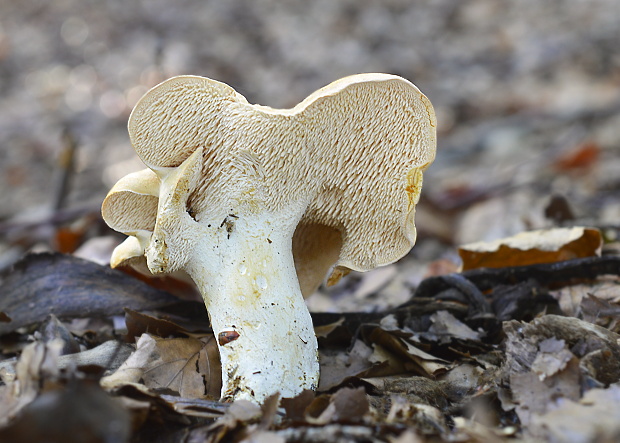 jelenka poprehýbaná Hydnum repandum L.