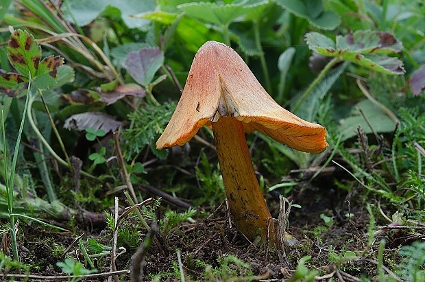 lúčnica kužeľovitá Hygrocybe conica (Schaeff.) P. Kumm.