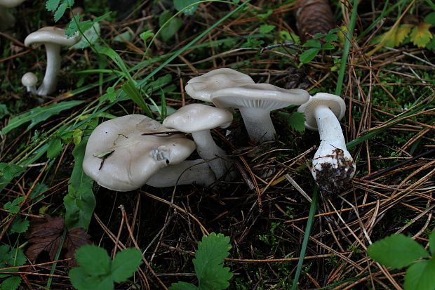 šťavnačka voňavá Hygrophorus agathosmus (Fr.) Fr.