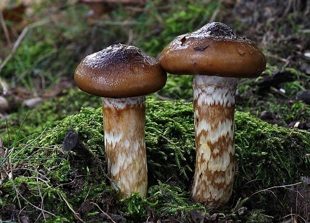 šťavnačka Persoonova Hygrophorus persoonii Arnolds