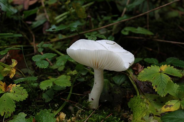 šťavnačka Hygrophorus sp.