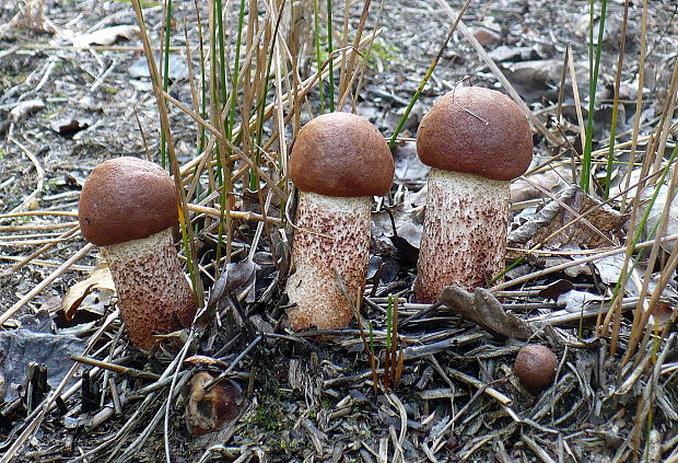 kozák dubový Leccinum aurantiacum (Bull.) Gray