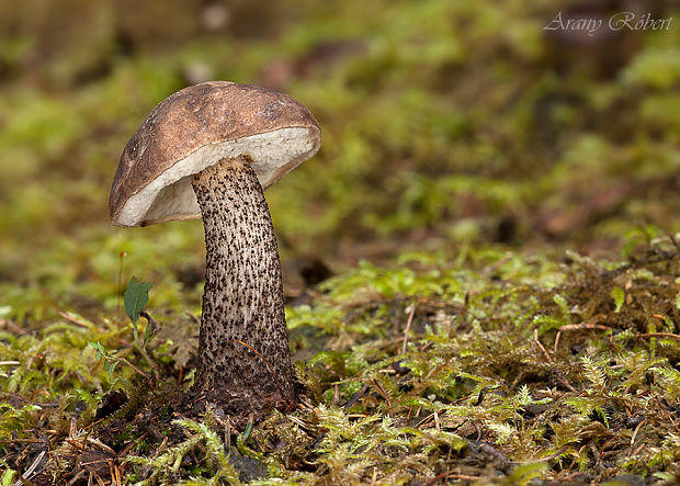 kozák brezový Leccinum scabrum (Bull.) Gray