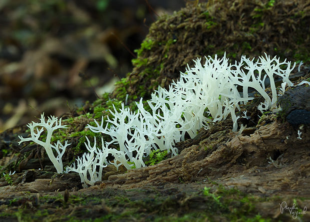 lentária žltkastokrémová Lentaria epichnoa (Fr.) Corner