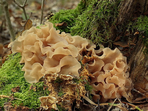 rôsolovka Phaeotremella frondosa (Fr.) Spirin & V. Malysheva