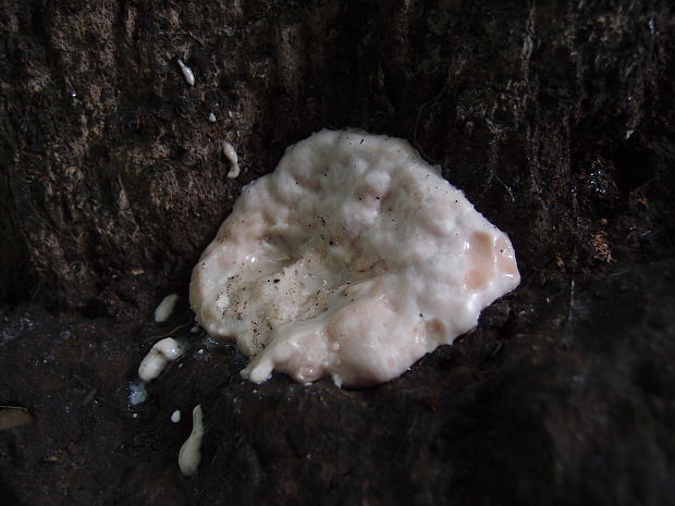 sieťnatka obyčajná Reticularia lycoperdon Bull.