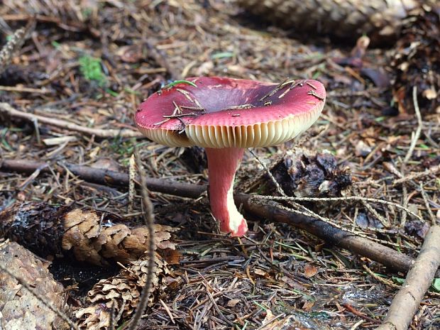 plávka Russula sp.