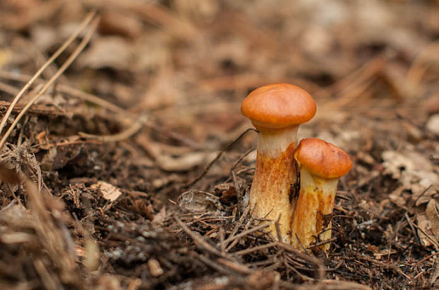 masliak smrekovcový Suillus grevillei (Klotzsch) Singer