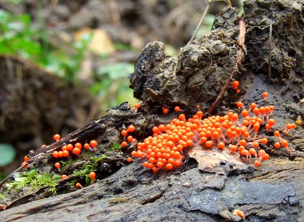 vlasnačka Trichia sp.