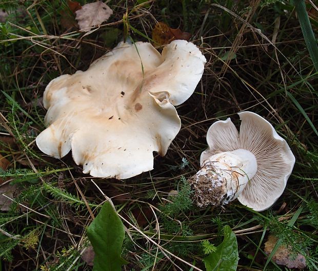 čírovka biela Tricholoma album (Schaeff.) P. Kumm.