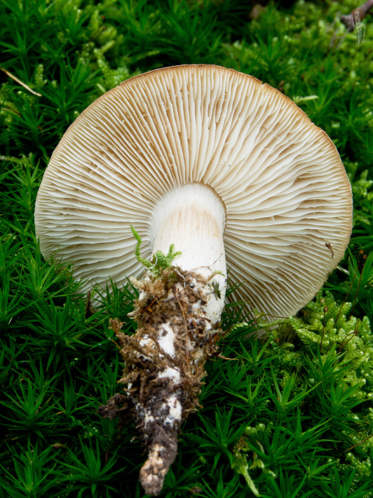 čírovka mydlová Tricholoma saponaceum (Fr.) P. Kumm.