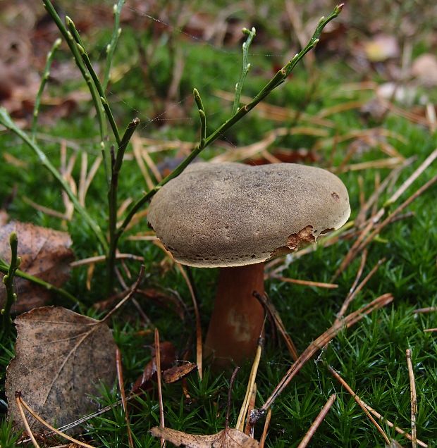 suchohríbnik zamatový Xerocomellus pruinatus (Fr. & Hök) Šutara