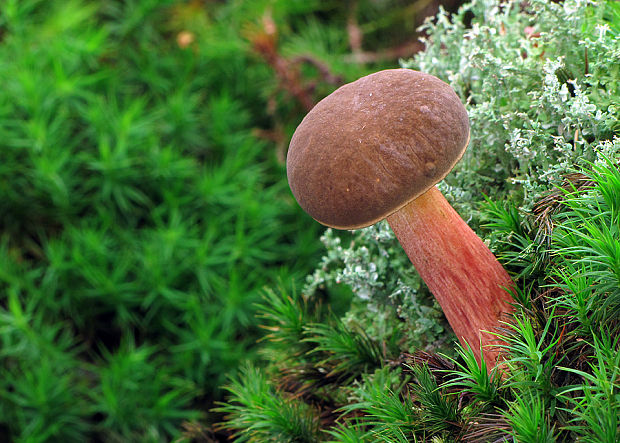 suchohríbnik zamatový Xerocomellus pruinatus (Fr. & Hök) Šutara