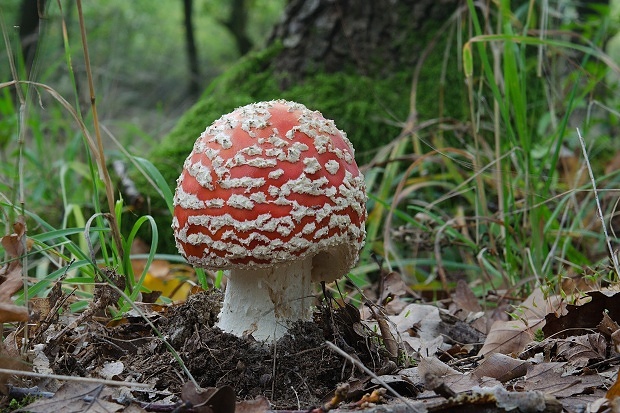 muchotrávka červená Amanita muscaria (L.) Lam.