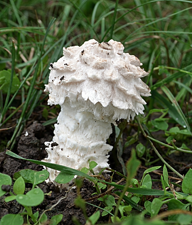 muchotrávka Vittadiniho Amanita vittadinii (Moretti) Vittad.