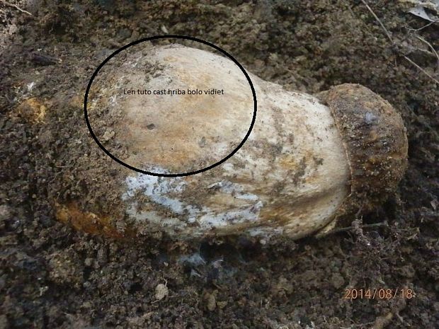 hríb bronzový Boletus aereus Bull. ex Fr.