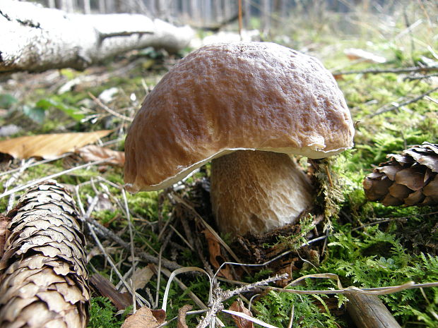 hríb smrekový Boletus edulis Bull.