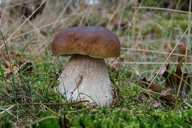 hríb smrekový Boletus edulis Bull.