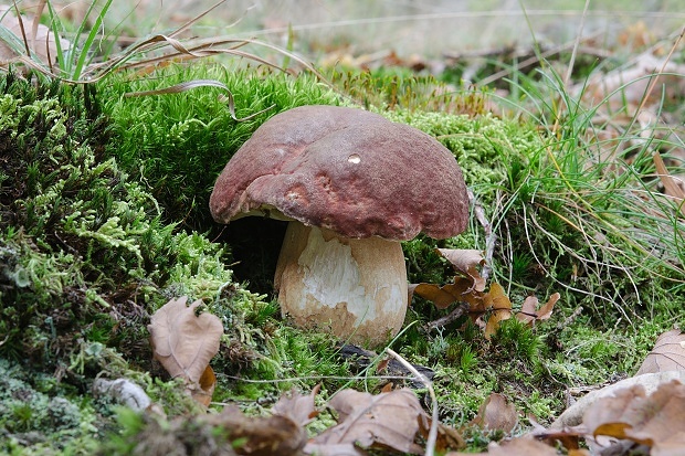 hríb sosnový Boletus pinophilus Pil. et Dermek in Pil.