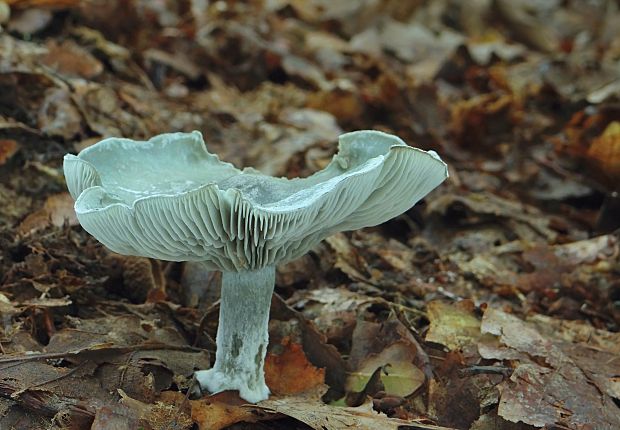 strmuľka anízová Clitocybe odora (Bull.) P. Kumm.