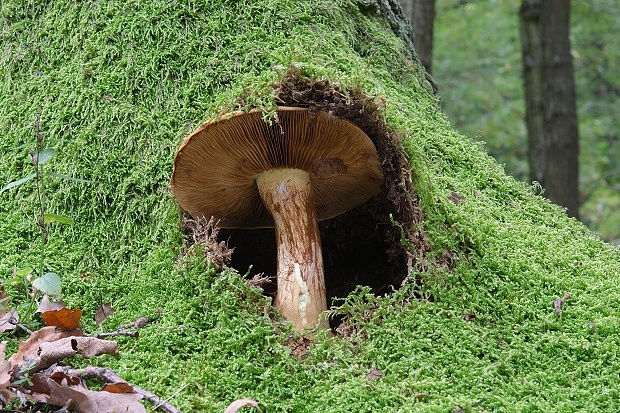 pavučinovec Cortinarius sp.