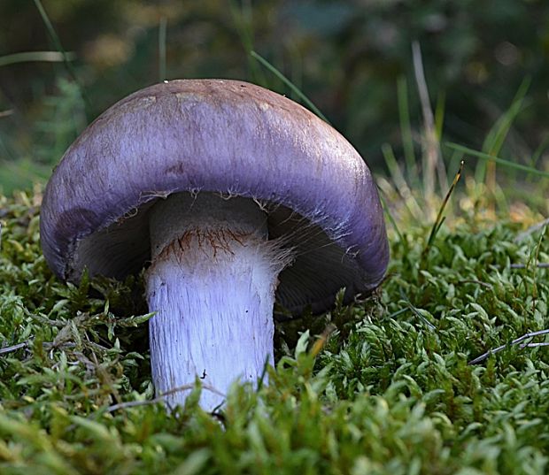 pavučinovec Cortinarius sp.