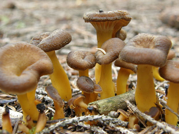 kuriatko lievikovité Craterellus tubaeformis (Fr.) Quél.