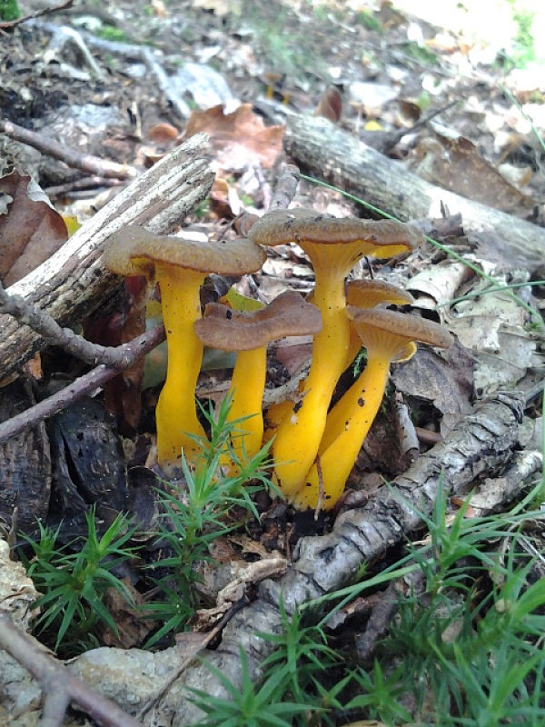 kuriatko lievikovité Craterellus tubaeformis (Fr.) Quél.