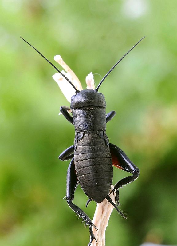 svrček poľný Gryllus campestris