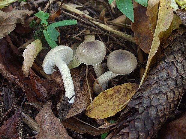 šťavnačka bodkovaná Hygrophorus pustulatus (Pers.) Fr.