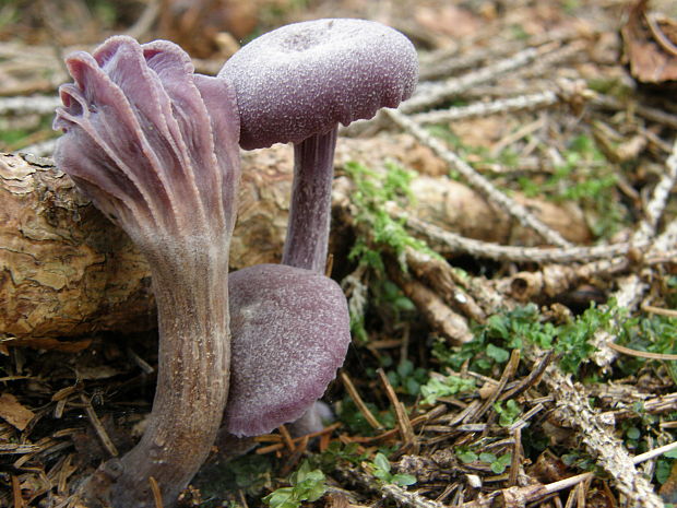 lakovka ametystová Laccaria amethystina (Huds.) Cooke