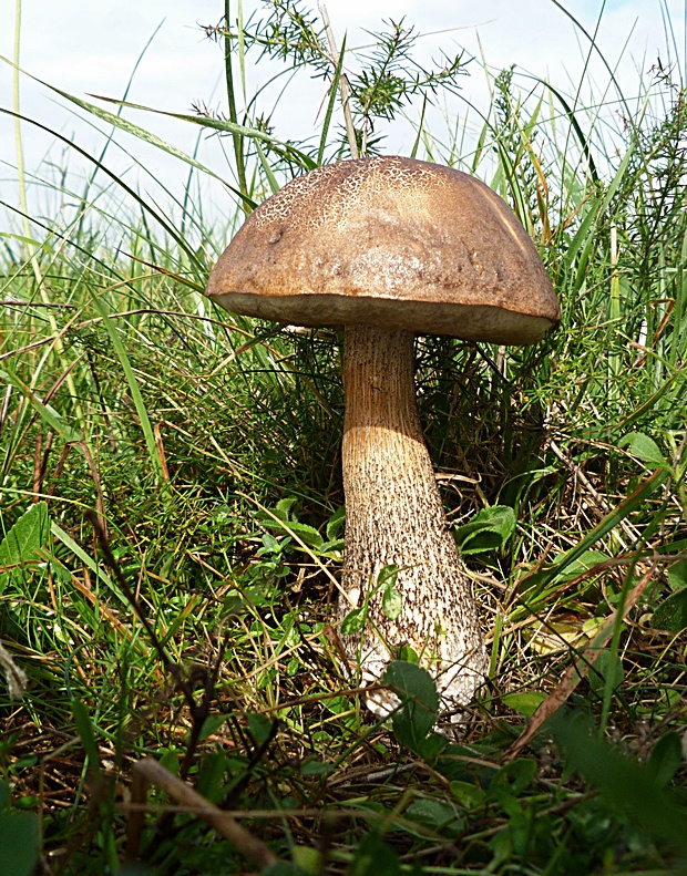 kozák brezový Leccinum scabrum (Bull.) Gray