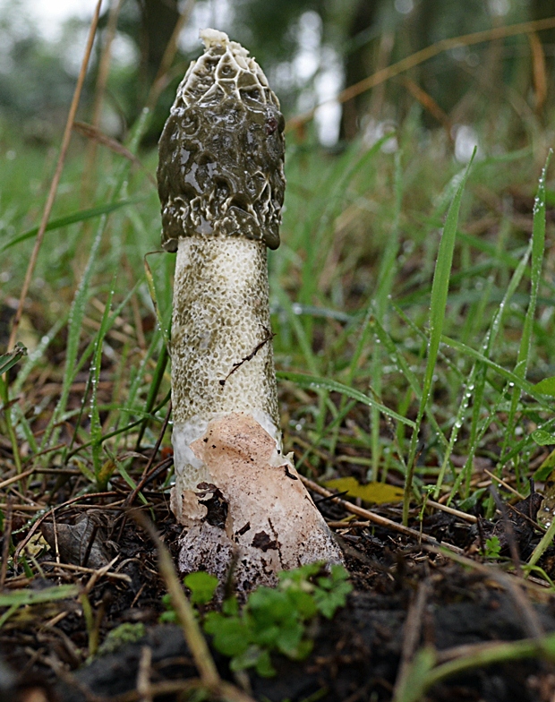 hadovka Hadriánova Phallus hadriani Vent.