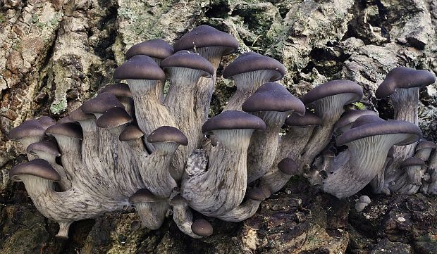 hliva ustricovitá modrastá Pleurotus columbinus Quél.