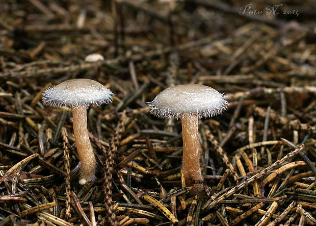 čechruľka čírovkovitá Ripartites tricholoma (Alb. & Schwein.) P. Karst.