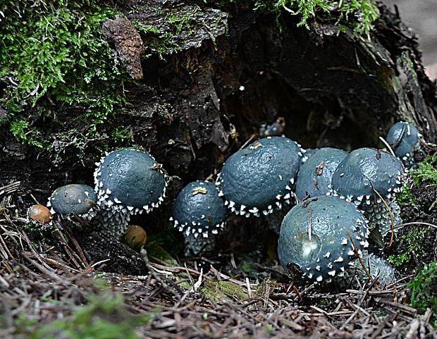 golierovka Stropharia sp.