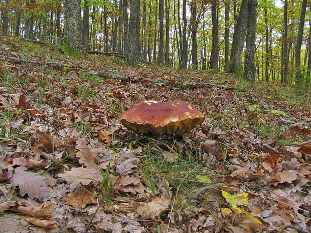 Biotop hríbu sosnového