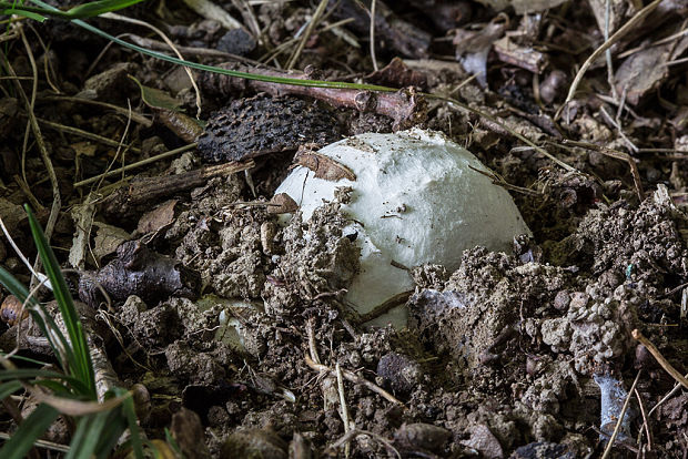 muchotrávka cisárska Amanita caesarea (Scop.) Pers.