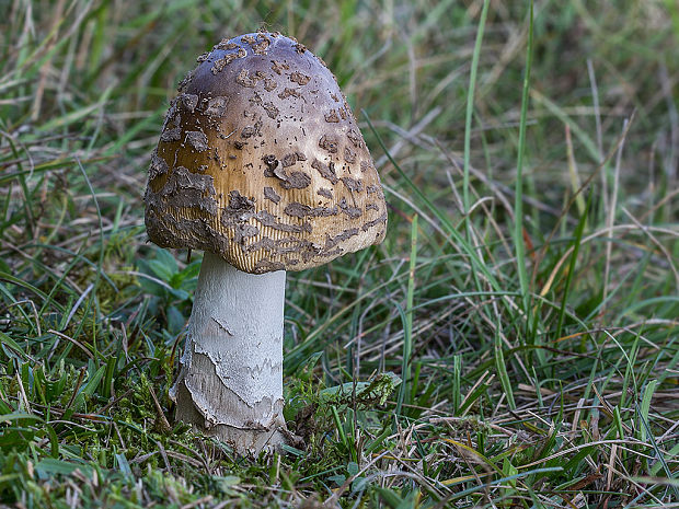 muchotrávka chrastavá Amanita ceciliae (Berk. & Broome) Bas