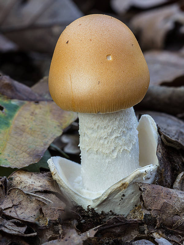 muchotrávka oranžová Amanita crocea (Quél.) Singer